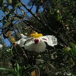Cistus ladanifer 花