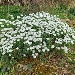 Iberis sempervirensBlomst