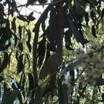 Eucalyptus perriniana Blüte
