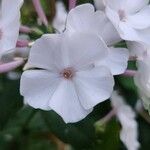 Phlox maculata花