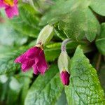 Primula × polyantha Blüte