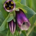 Cerinthe major Květ