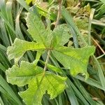 Heracleum sphondylium Blatt