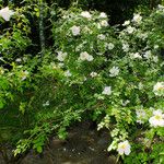 Rosa arvensis 形态