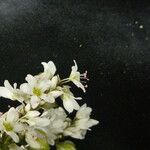 Fagopyrum acutatum ശീലം