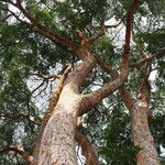 Pericopsis elata Habitat