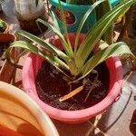 Crinum viviparum Leaf