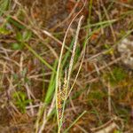 Carex flacca Virág