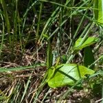 Ophioglossum vulgatum Blad