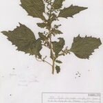 Chenopodiastrum murale Habit