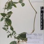 Hypoestes triflora 其他