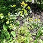 Bupleurum longifolium Flower