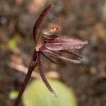 Chiloglottis formicifera