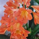 Clivia × cyrtanthiflora Flor