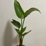 Strelitzia nicolai Hoja