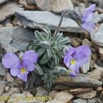 Viola diversifolia आदत