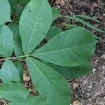 Carya tomentosa Leaf