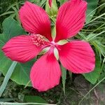 Hibiscus coccineus Õis