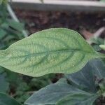 Barleria prionitis Folla