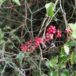 Smilax aspera Frucht