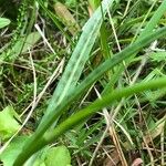 Dactylorhiza maculata Blatt