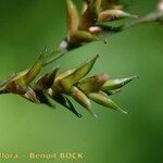 Carex elongata Плод