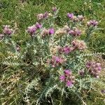 Carduus carlinoides Blatt