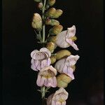 Penstemon palmeri Flor