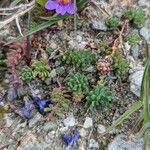 Linaria alpina Leaf