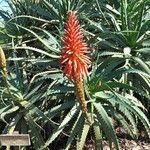 Aloe arborescensKvet