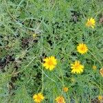 Haplopappus glutinosus Flower