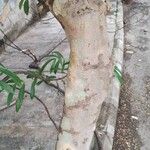 Terminalia arjuna 樹皮