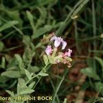 Plumbago europaea Otro