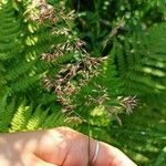 Calamagrostis canescens Цвят