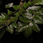 Inga sapindoides Hoja