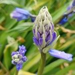 Hyacinthoides × massartianaFlower