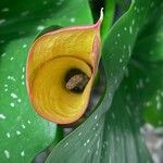 Zantedeschia albomaculata പുഷ്പം