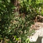 Ruscus aculeatus Συνήθη χαρακτηριστικά