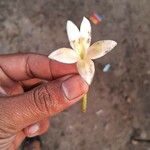 Millingtonia hortensis Flower