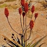 Aloe camperi Lorea