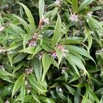 Sarcococca orientalis Leaf