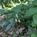 Polygonatum latifolium 花