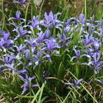 Iris sintenisii Flower