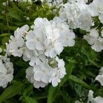 Phlox paniculataΛουλούδι