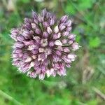 Allium polyanthum ফুল
