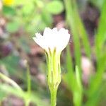 Hypochaeris albiflora Flor