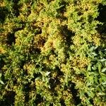 Chenopodium multifidum Flower