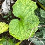 Petasites paradoxus Blad