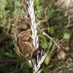 Crucianella angustifolia Fruit