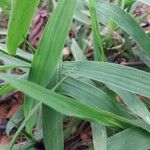 Axonopus compressus Leaf